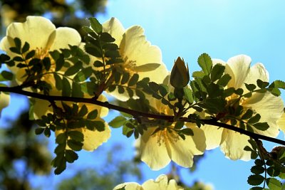 Rosa xanthina 'Canary Bird' - růže zlatožlutá - listy, poupě, květy